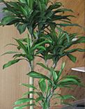 plants